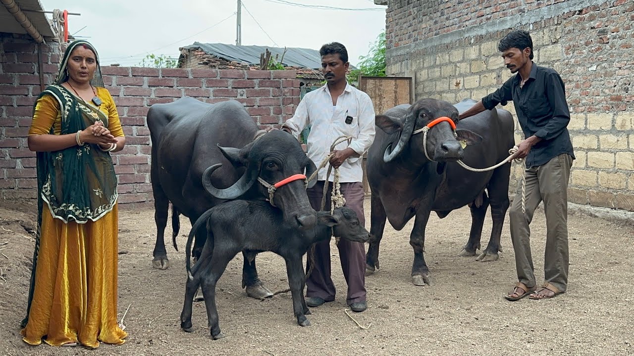 70 हजार से 1 लाख रुपए तक 16 लीटर से 18 लीटर दूध देने वाली जाफराबादी भैंस यहांसे खरीदें गुजरात अमरेली