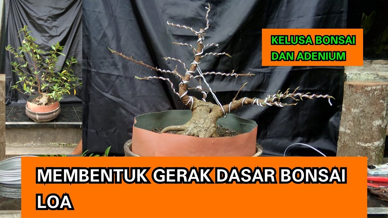 Membuat gerak dasar bakalan bonsai loa // Part 1