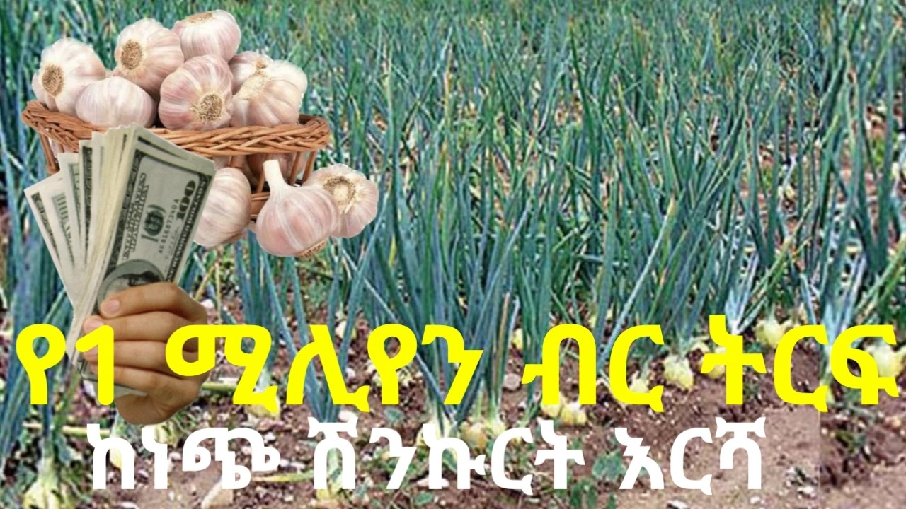 ከነጭ ሽንኩርት እርሻ በ1 ዙር ብቻ 1 ሚሊየን ብር ማግኘት ያነሳሳል! ብዙ ሰዎች የሚመኙት የእርሻ ዓይነት_Garlic Farming Experience