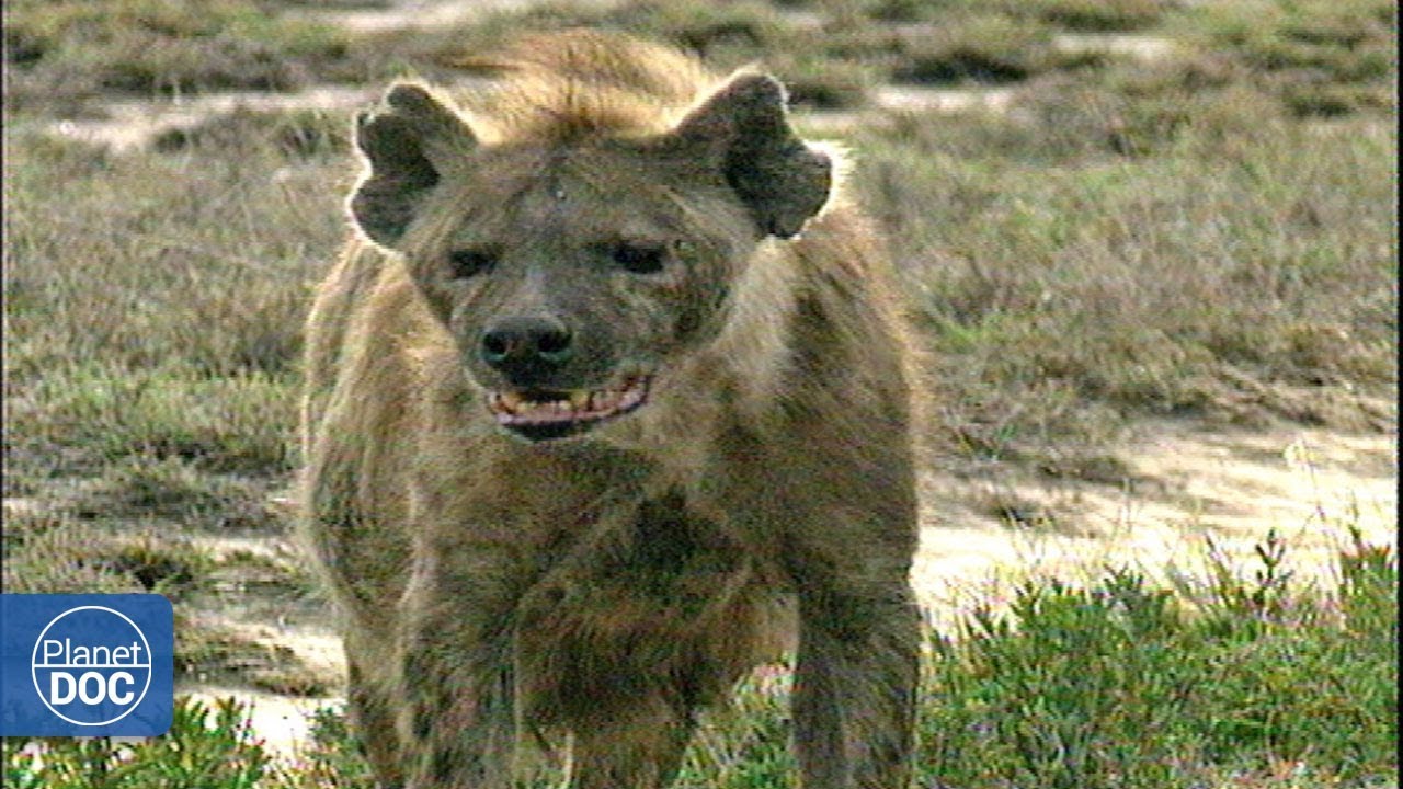 Parque Nacional Serengueti - Documental Completo