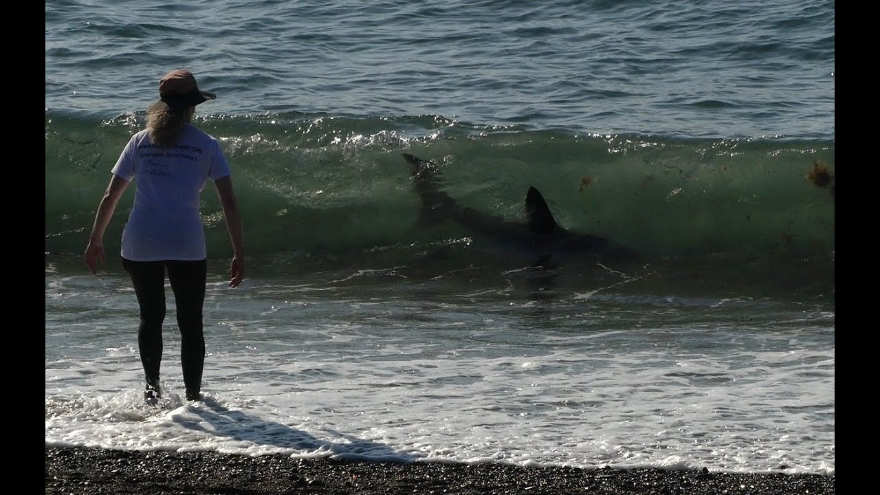 Porbeagle Shark🦈 swimming close to Aberystwyth beach 🏴󠁧󠁢󠁷󠁬󠁳󠁿 2.5.25