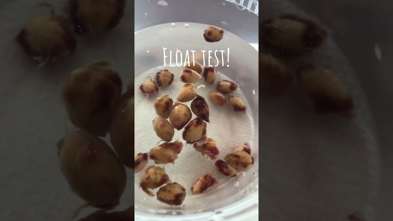 Are your seeds still good? Seed Float Test for Viability! 🌱