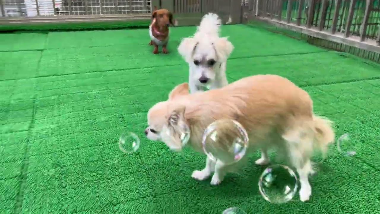 20260302　ダックペットサービス　ふれあいタイム