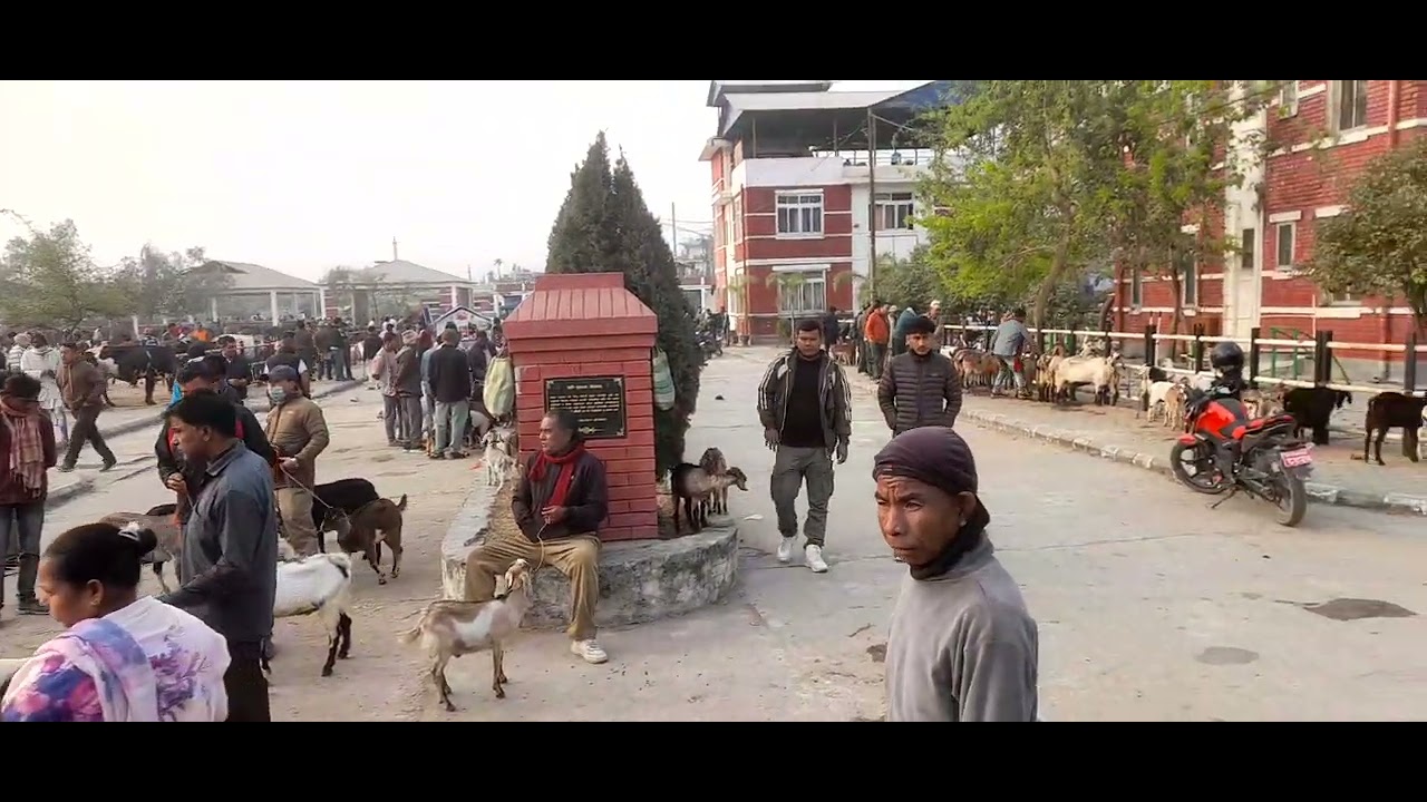 यस्तो छ दमक बजार भित्रको  अर्को बजार दमक पशुहाट ।