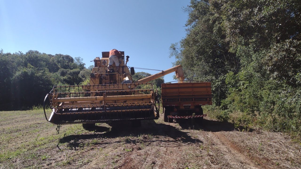 Colhendo soja com Clayson 1530