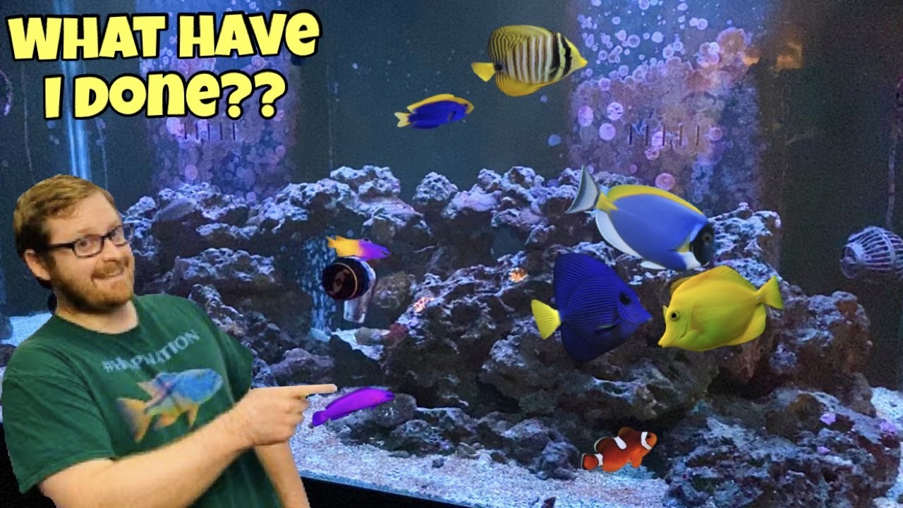WHAT NOW After the Major Disaster In My Saltwater Reef Fish Tank ?