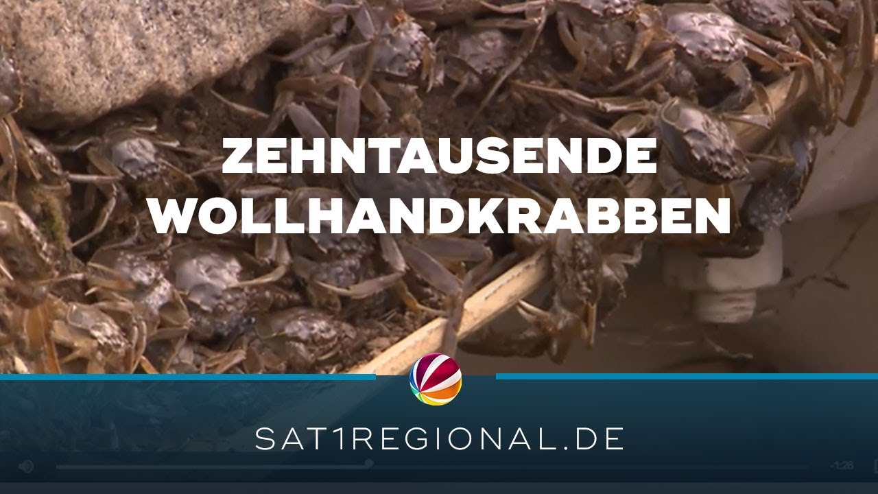 Zehntausende Wollhandkrabben an Fischtreppe in Geesthacht
