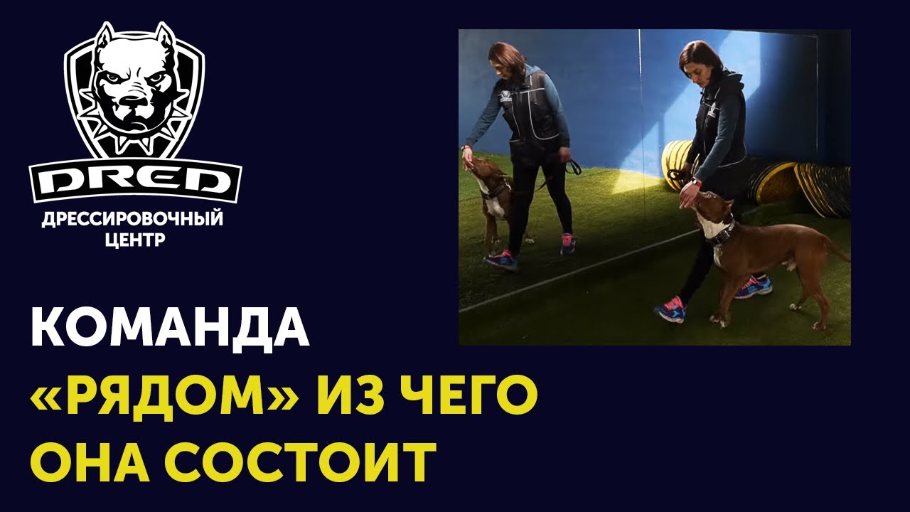 Как научить собаку команде 