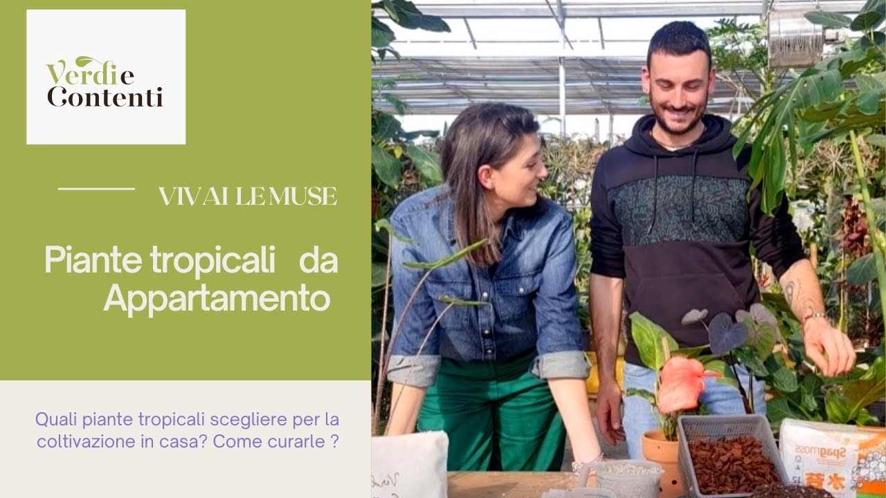 Piante da Appartamento:Le Migliori Specie Tropicali e Come Curarle |Luca Recchiuti Verdi e Contenti"