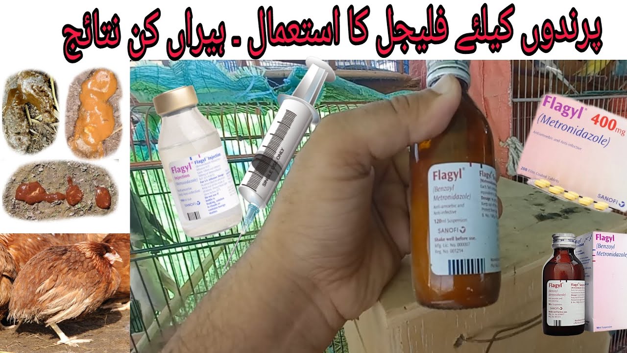Metronidazole/Flagyl for chickens and other poultry birds | flagyl for chickens | Birds | Treatments