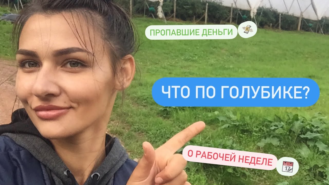 Как прошла рабочая неделя. Рвём траву на голубике. Работа в Шотландии