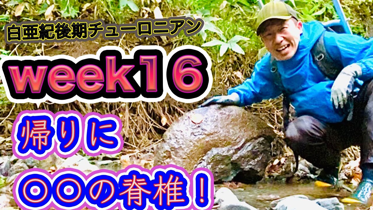 【season２】《week１６》貝化石だと思ったら、〇〇の脊椎でした！諦めないでやれば、良い化石に当たるのかも知れないですね！！！WW W