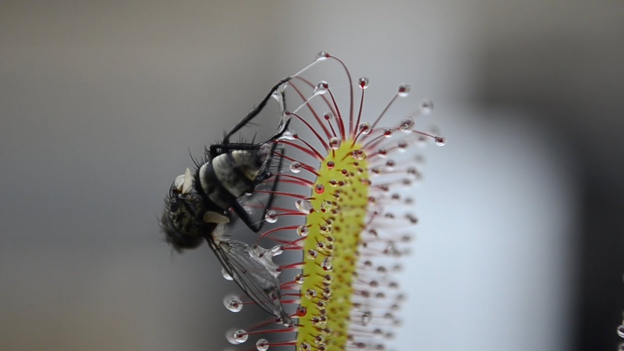 Sundew vs Housefly Timelapse High Quality