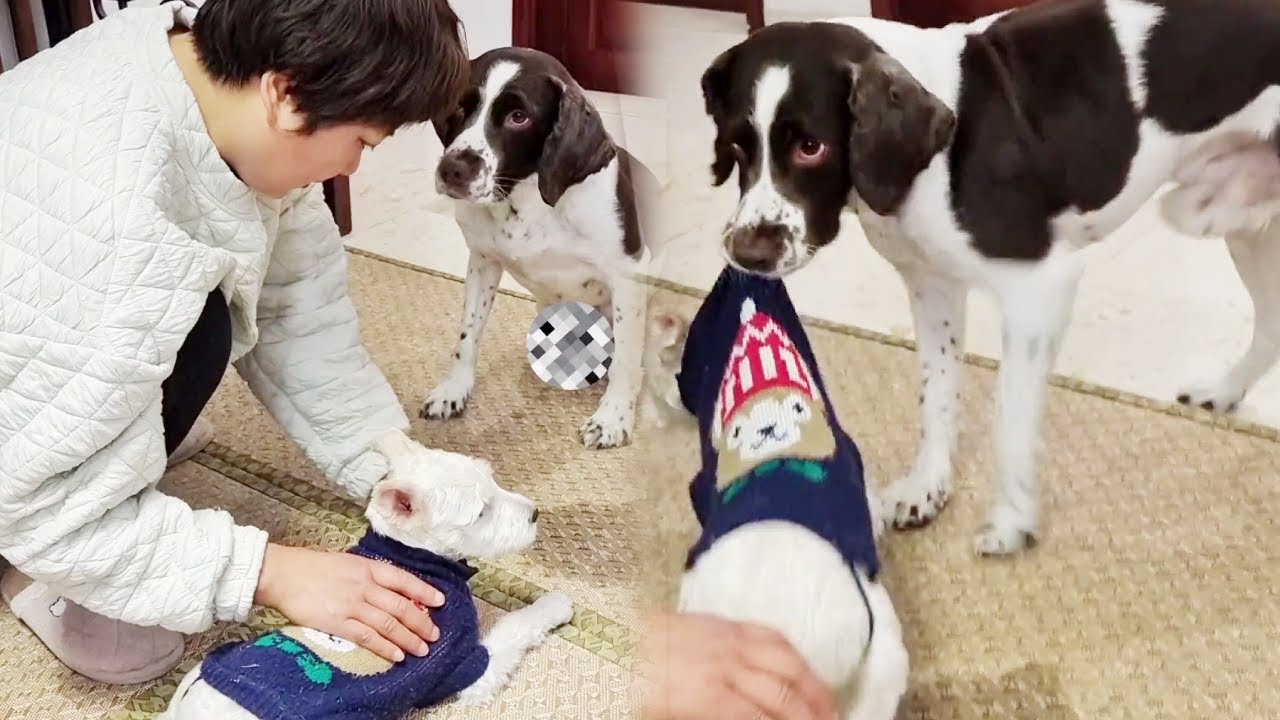 老弟在家上厕所遭仔妈暴打，仔仔劝架：意思意思就行了~【靓仔日记】