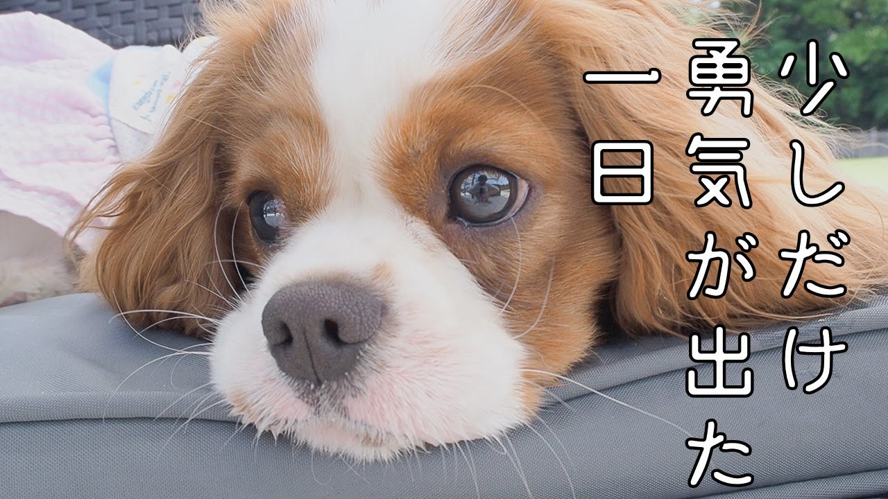 初めてドッグランで自分から挨拶に行ったキャバリア子犬！【Cavalier puppy who became positive!!】