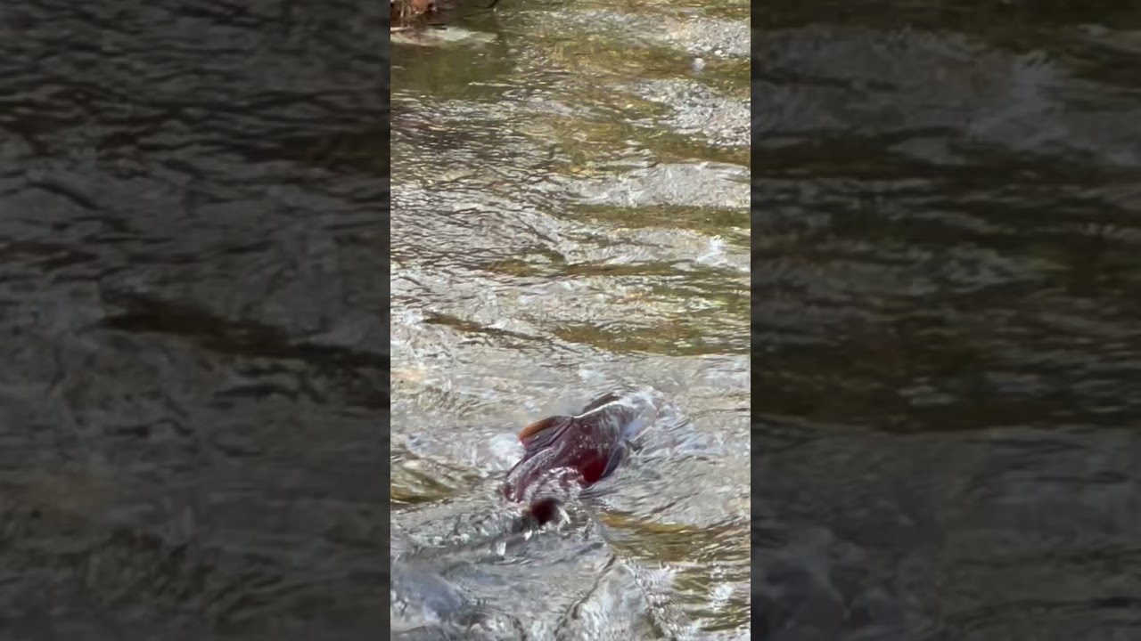 Spawning Wild Salmon Swimming upstream