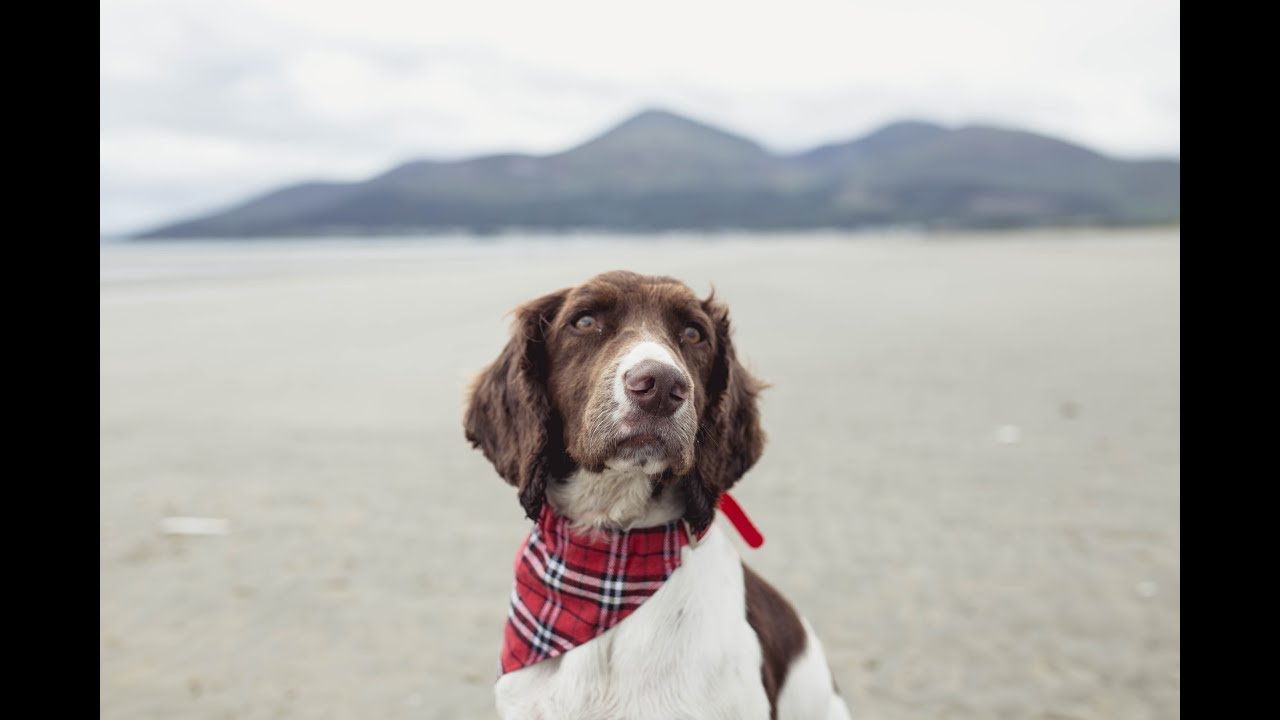 Milo the gospel dog