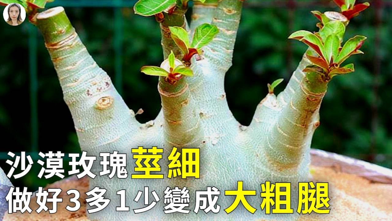 沙漠玫瑰莖太細，做好3多1少，細莖變成大粗腿，腿上開滿花|花花世界