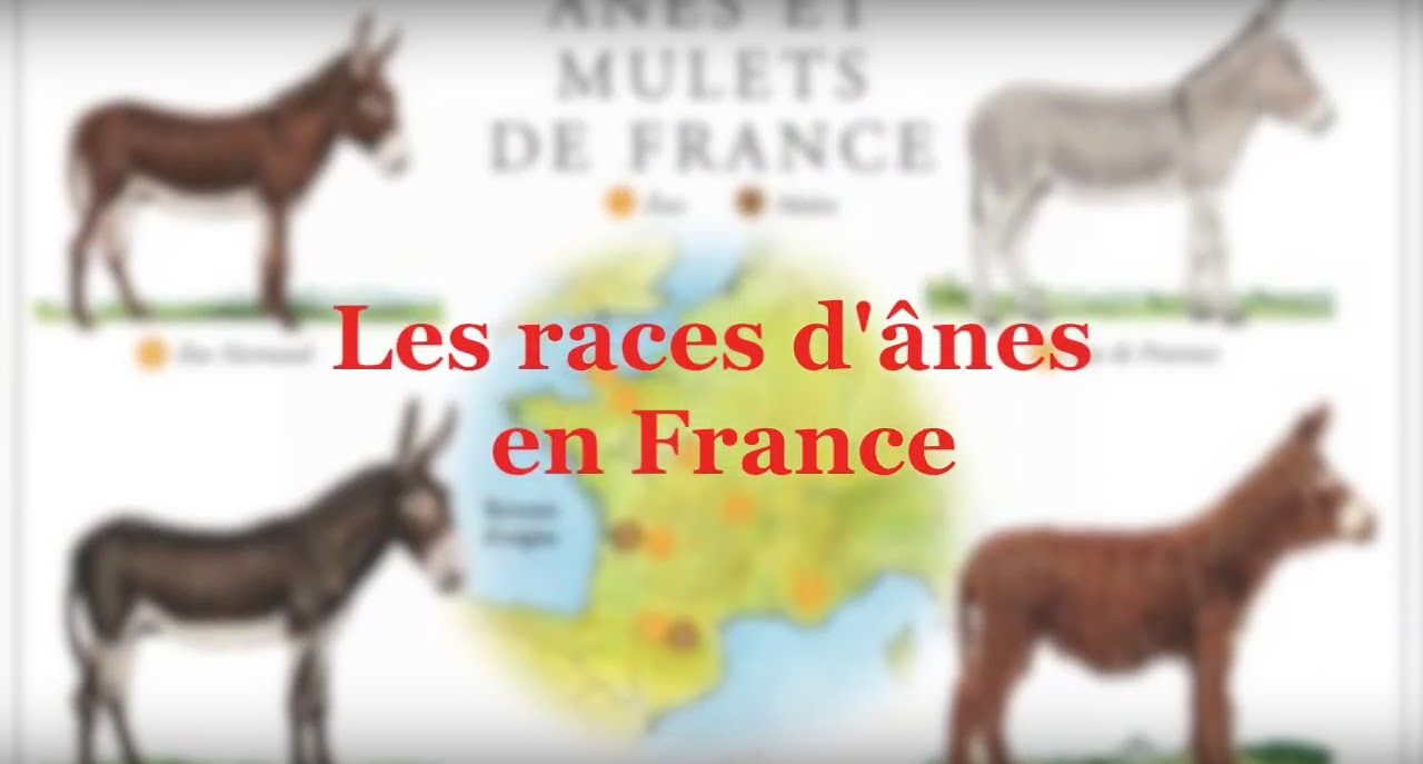 CONSEILS | Les races d'ânes en France