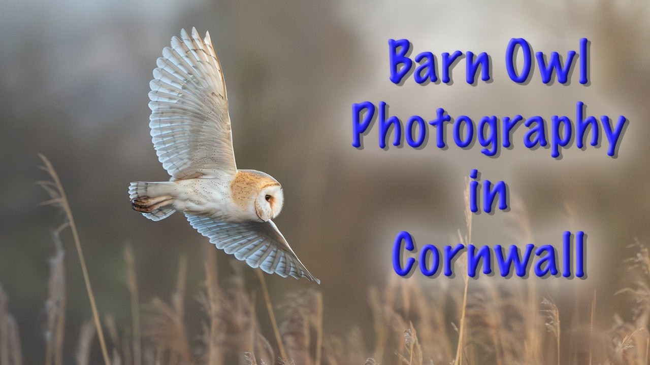 Barn Owls at Walmsley Sanctuary Cornwall