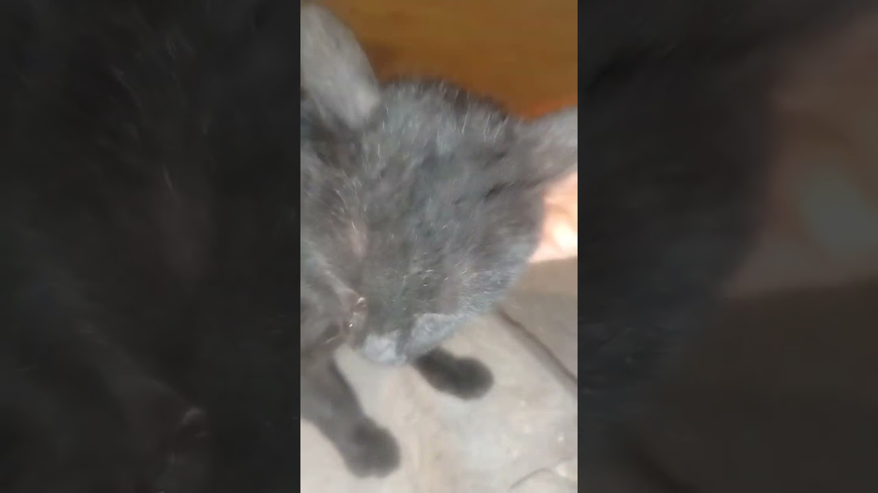  قطه رزه تااكل تشرب حليب في حالة ولاده اكل صحي 