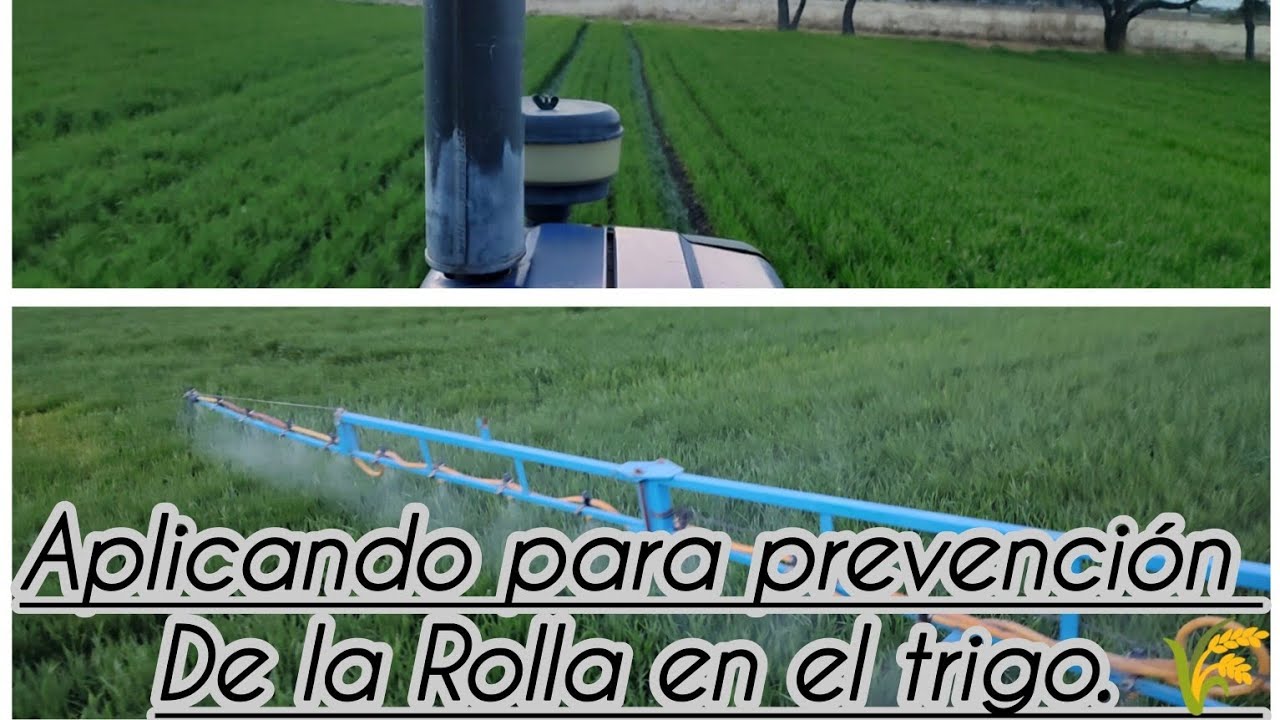 Fumigando Para control de Rolla en Trigo 🌾🌾Y Como Funciono la Aplicación De Everex para Maleza🌿