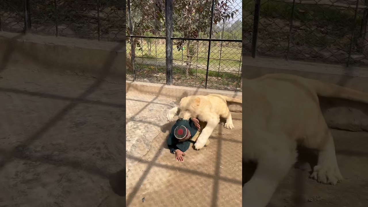 Lion attack the neck of the kid#lion #lionhub #shorts