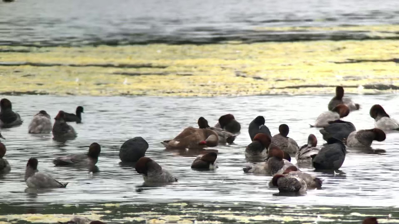 Red-crested pochard