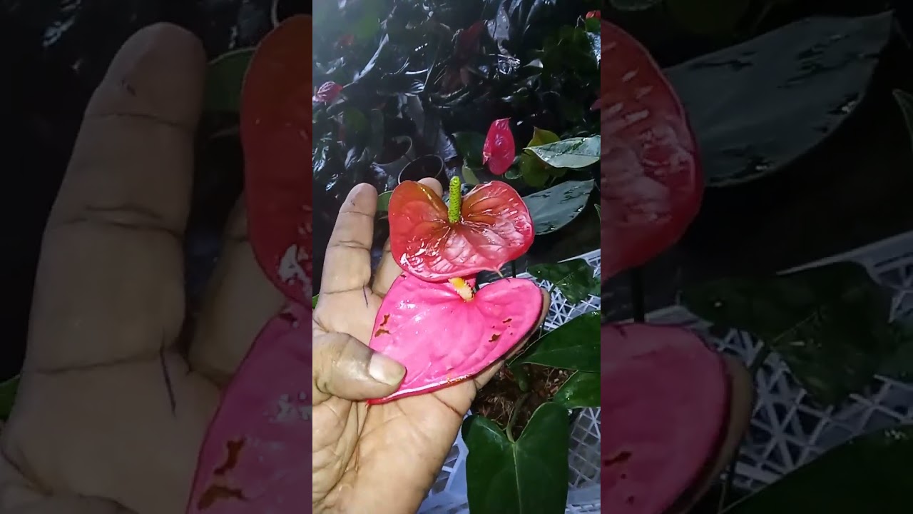Aකැමති  අය  කතා  කරන්න  💐💐💐💐🌹0712096509    72   73 පැකේජ් 🌹