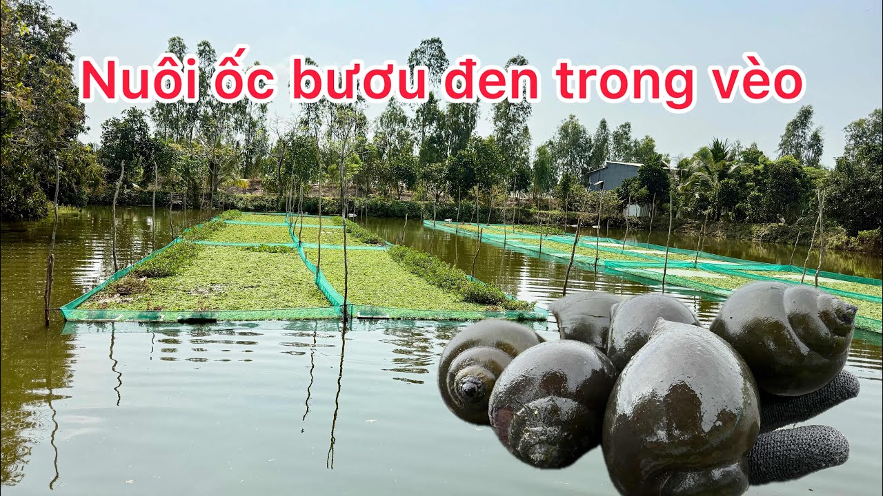 Nuôi ốc bươu đen trong vèo lưới rất hiệu quả