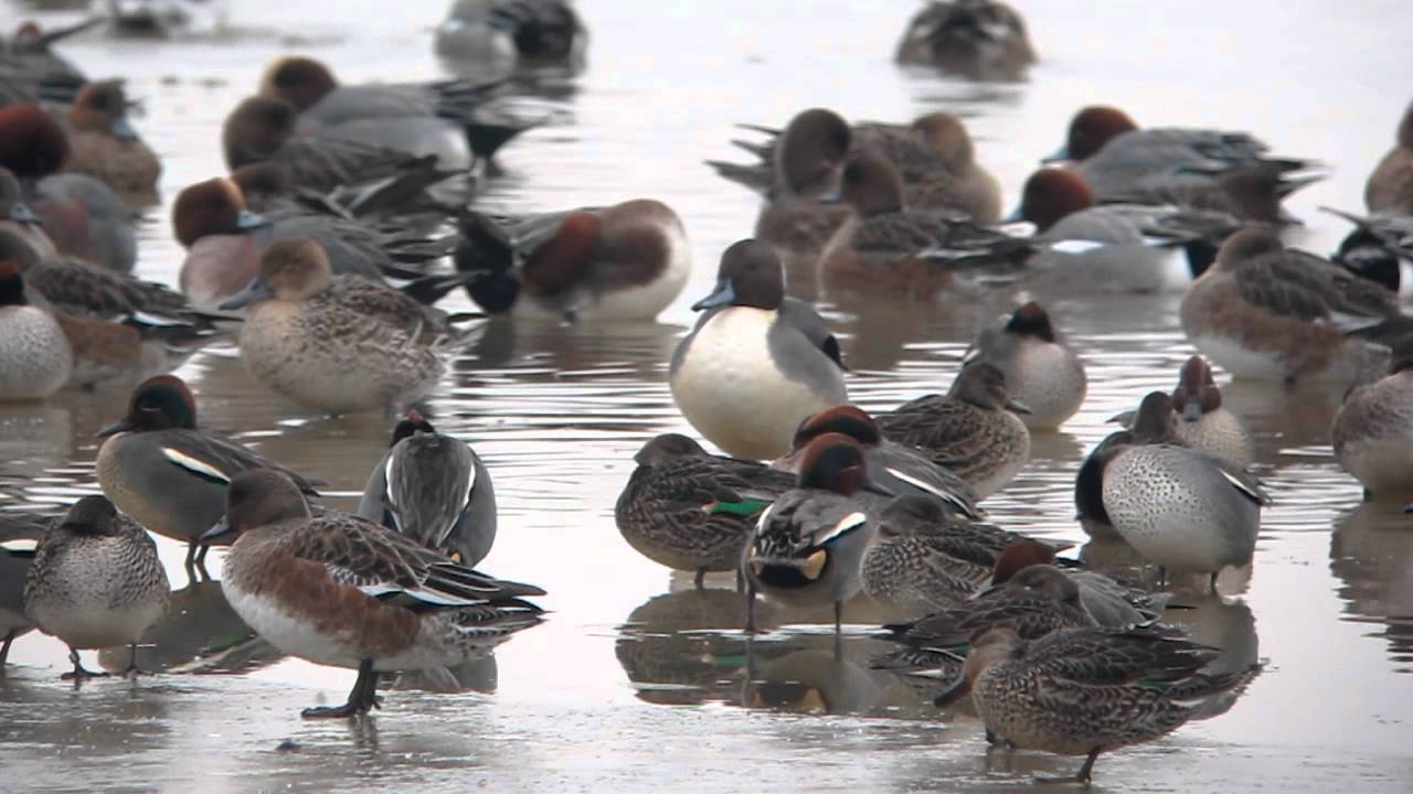 WWT Slimbridge: frozen Rushy Lake
