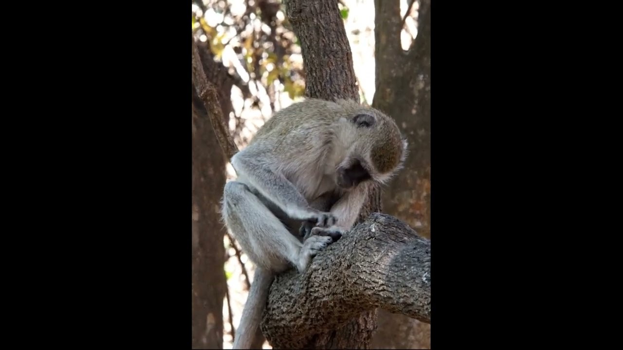 Vervet monkey