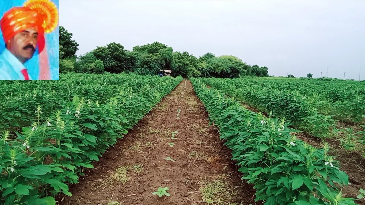sesam seed cultivation तल में गुड़ाई તલ મા ખેડ
