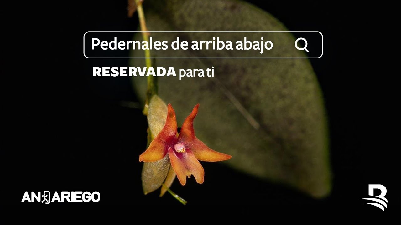Pedernales, de arriba abajo, reservado para ti