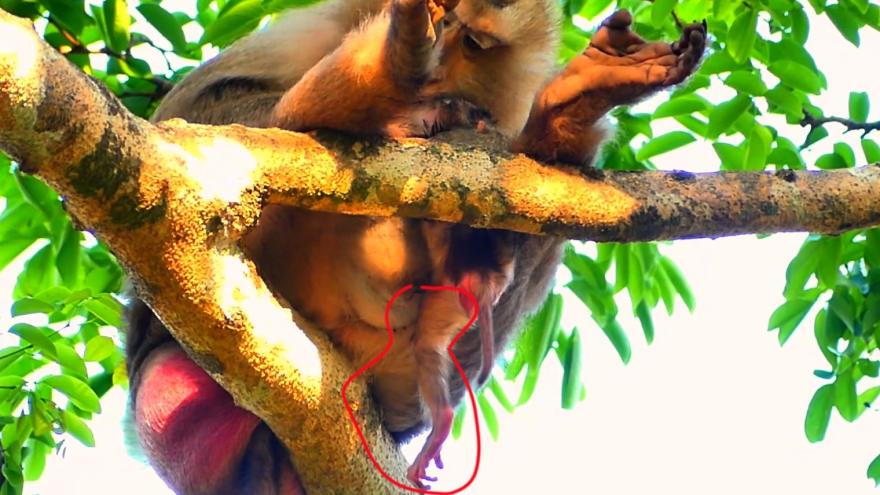 Old Monkey Mom welcomes Newborn but Baby can’t hold on the mother firmly