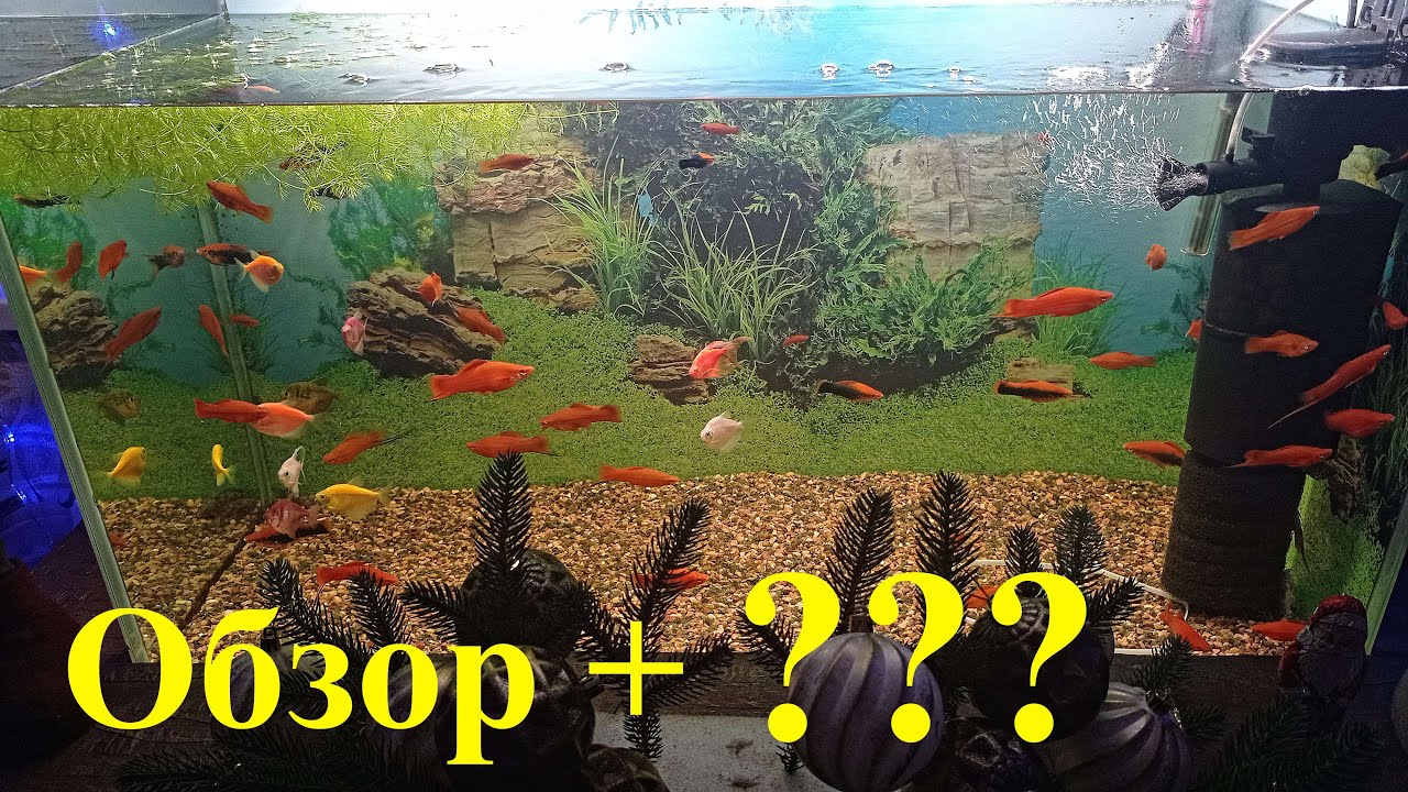 Обзор аквариумных рыбок на разводне Вопросы и ответы