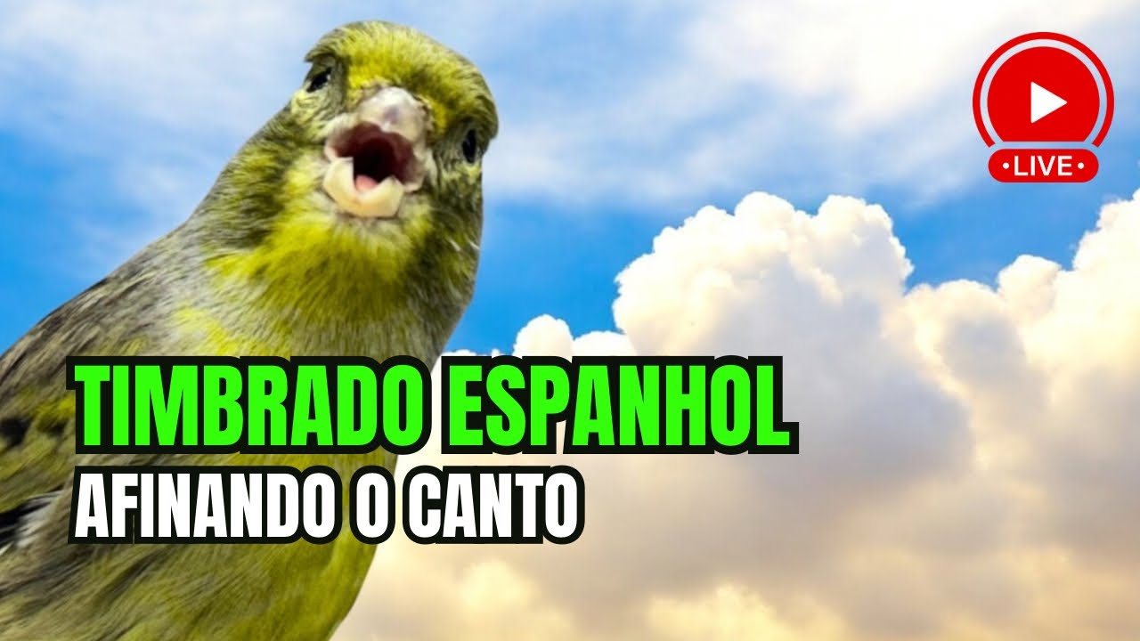 Meu canário TIMBRADO espanhol afinando o CANTO ao amanhecer