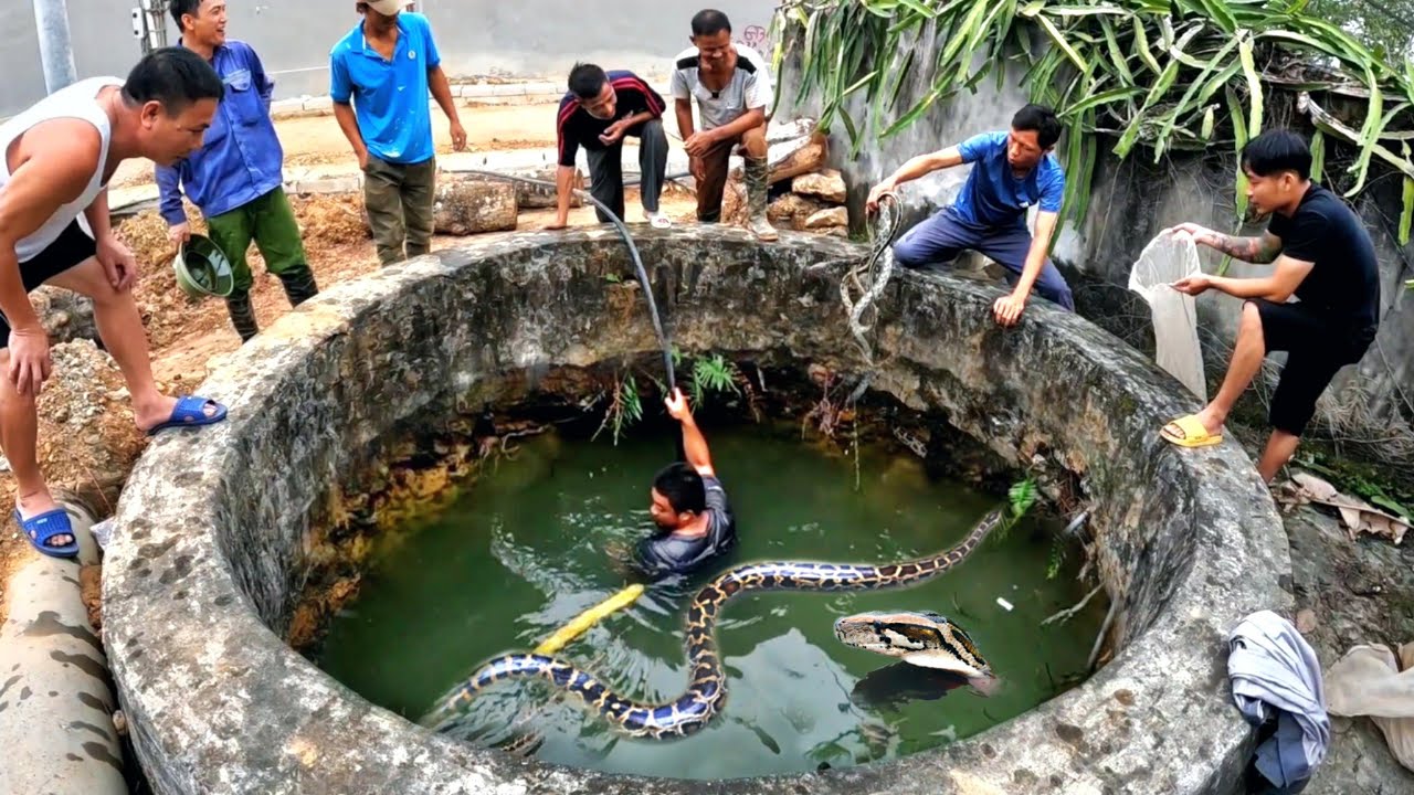 3 Brave Experts Catch 10 King Cobras By Hand