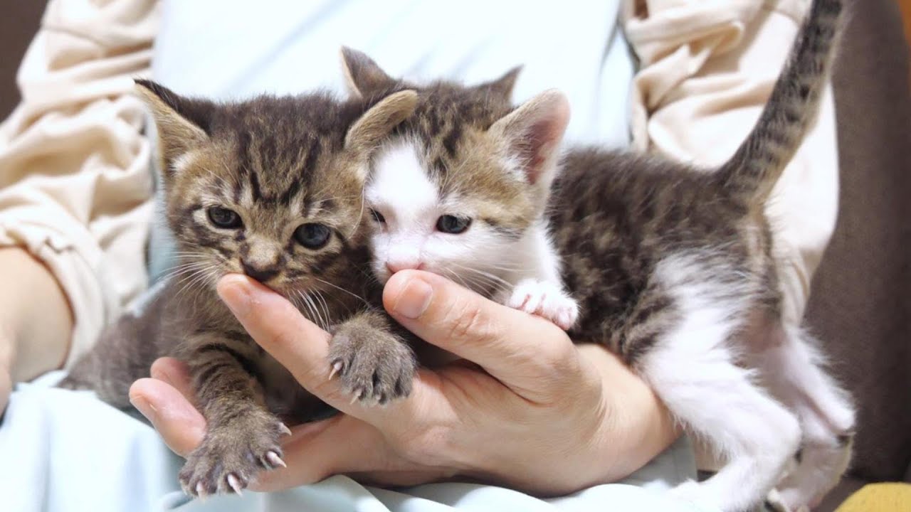 Живой котенок без ума от молока [котенок, спасённый кот]