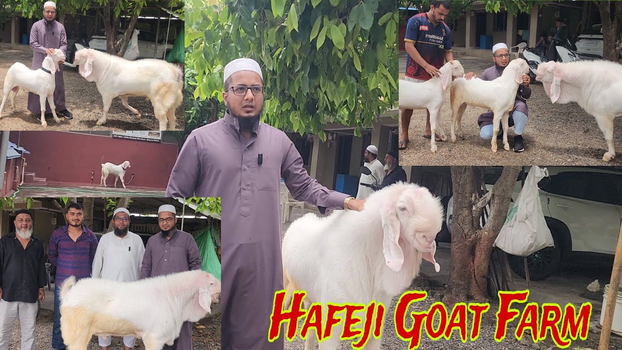 First Time Introducting Yumn 2 | The Upcoming Breeder Of Hafeji Goat Farm Lajpor Surat | Full Tour.