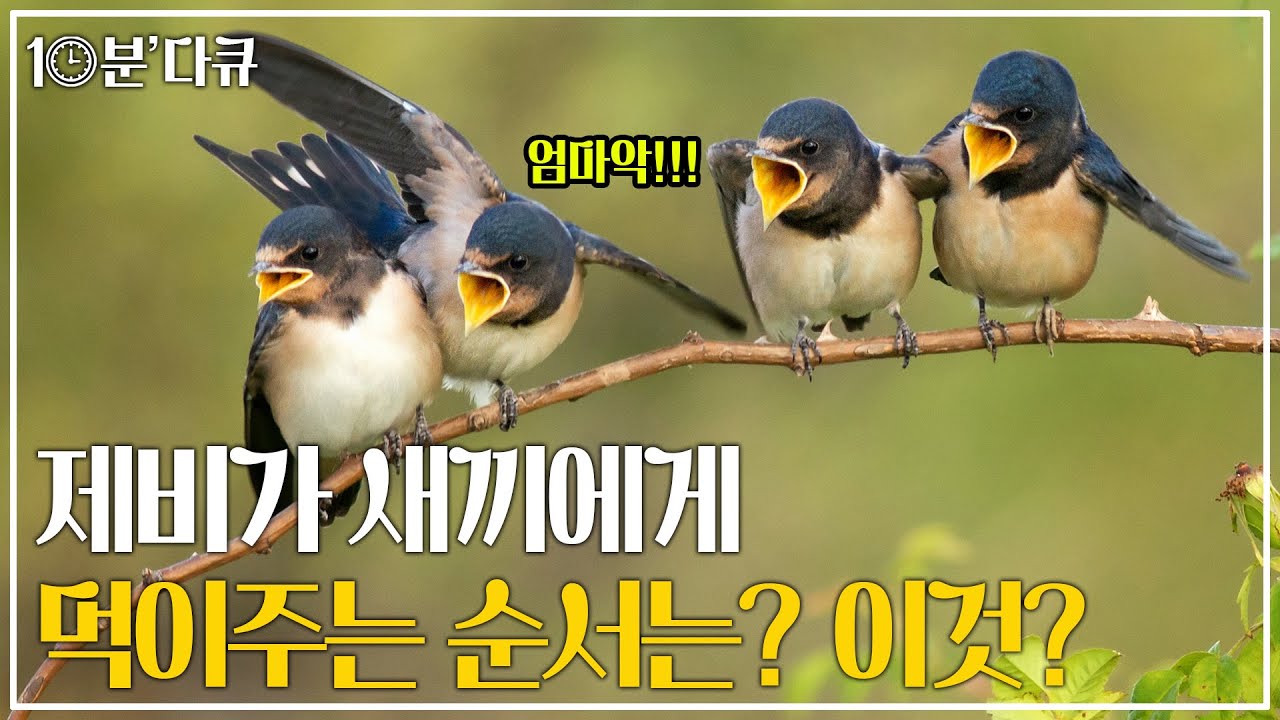 [⌚10분 다큐]  제비가 새끼들에게 먹이를 골고루 나누는 방법은? 진흙 입에 물고 둥지만드는 제비 | 제비 추적 프로젝트 하이라이트