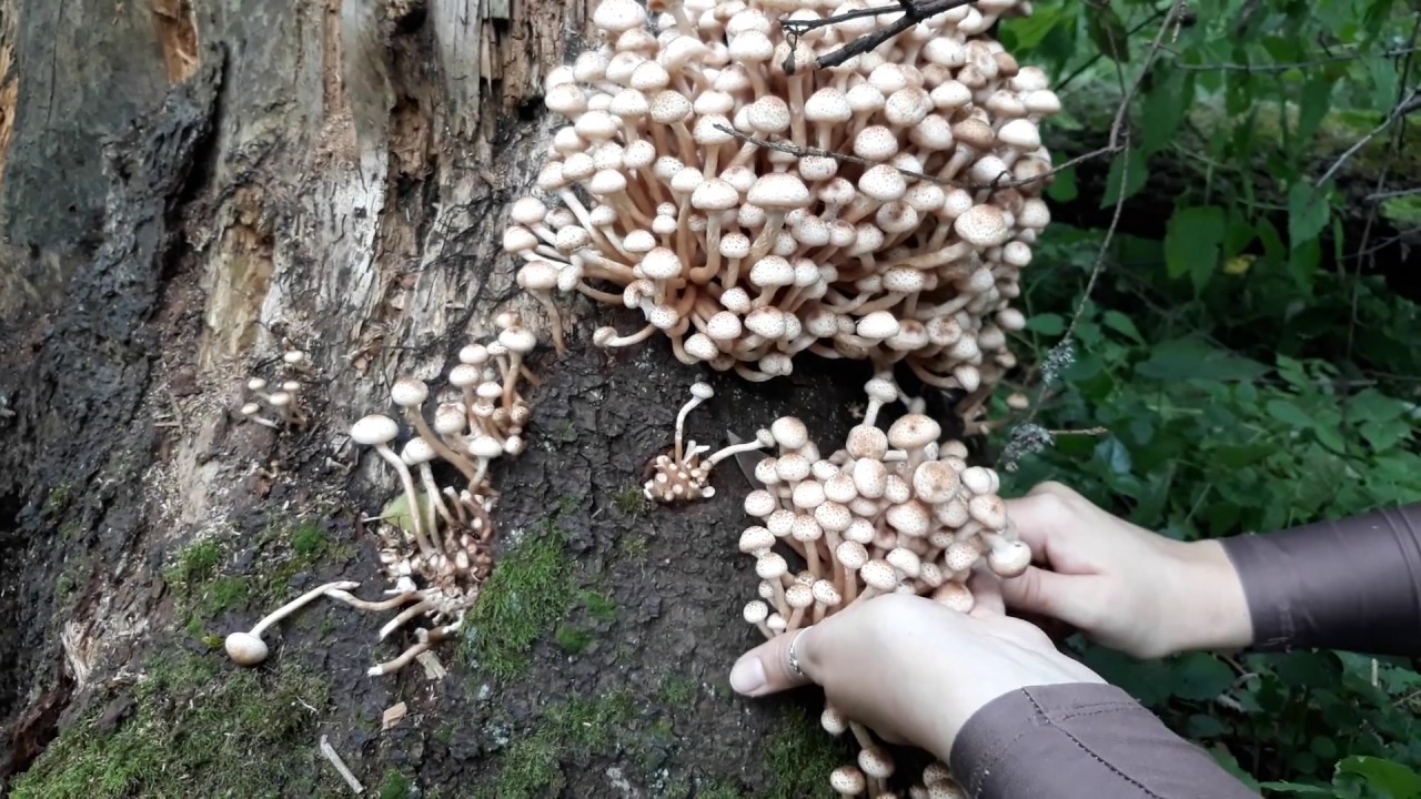 ГРИБЫ ПОПЁРЛИ||МНОГО ОПЯТ СЕНТЯБРЬ 2017MUSHROOMS FLOODED||LOTS OF MUSHROOMS SEPTEMBER 2017