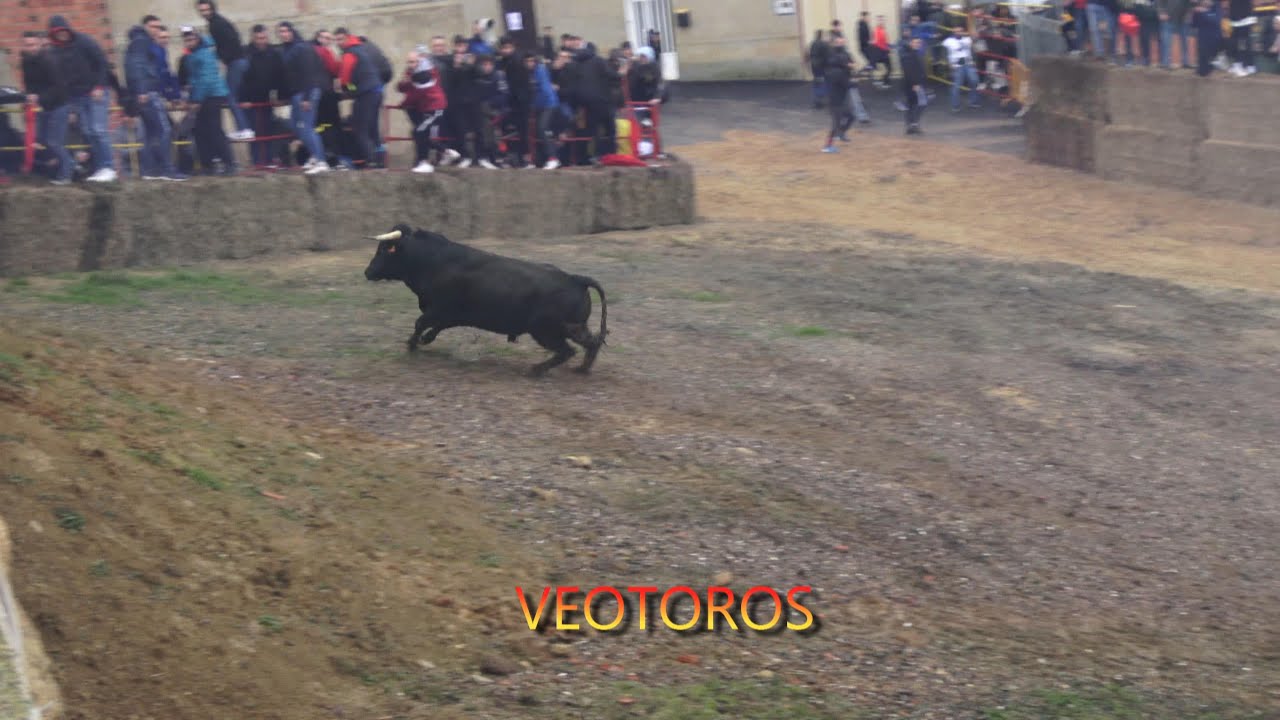 Castrogonzalo (ZA) Toro de San Anton