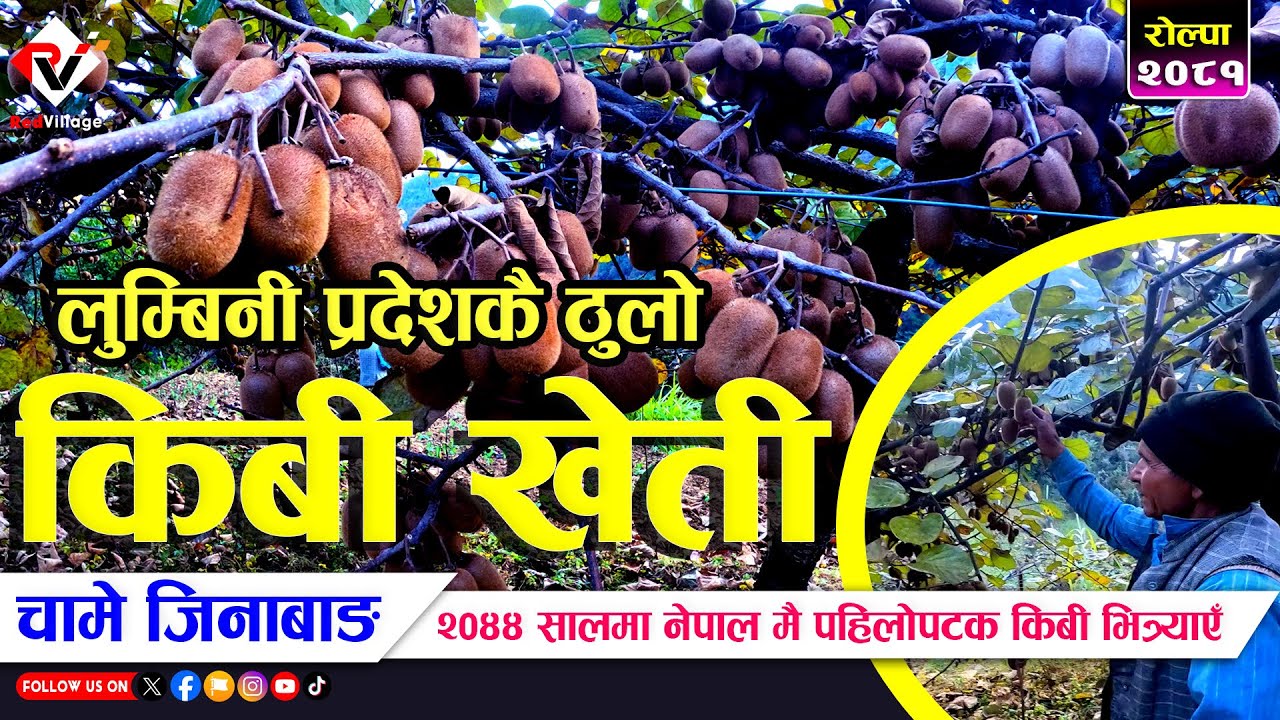 लुम्बिनी प्रदेशकै ठुलो किबी खेती || Kiwi Cultivation in Rolpa || Indra Bahadur Khatri