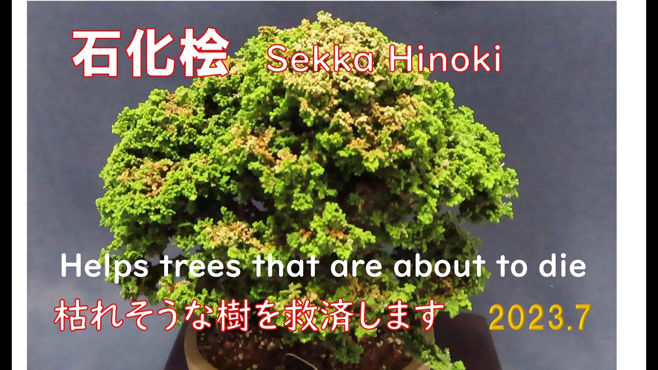 今日も盆栽日和 石化桧