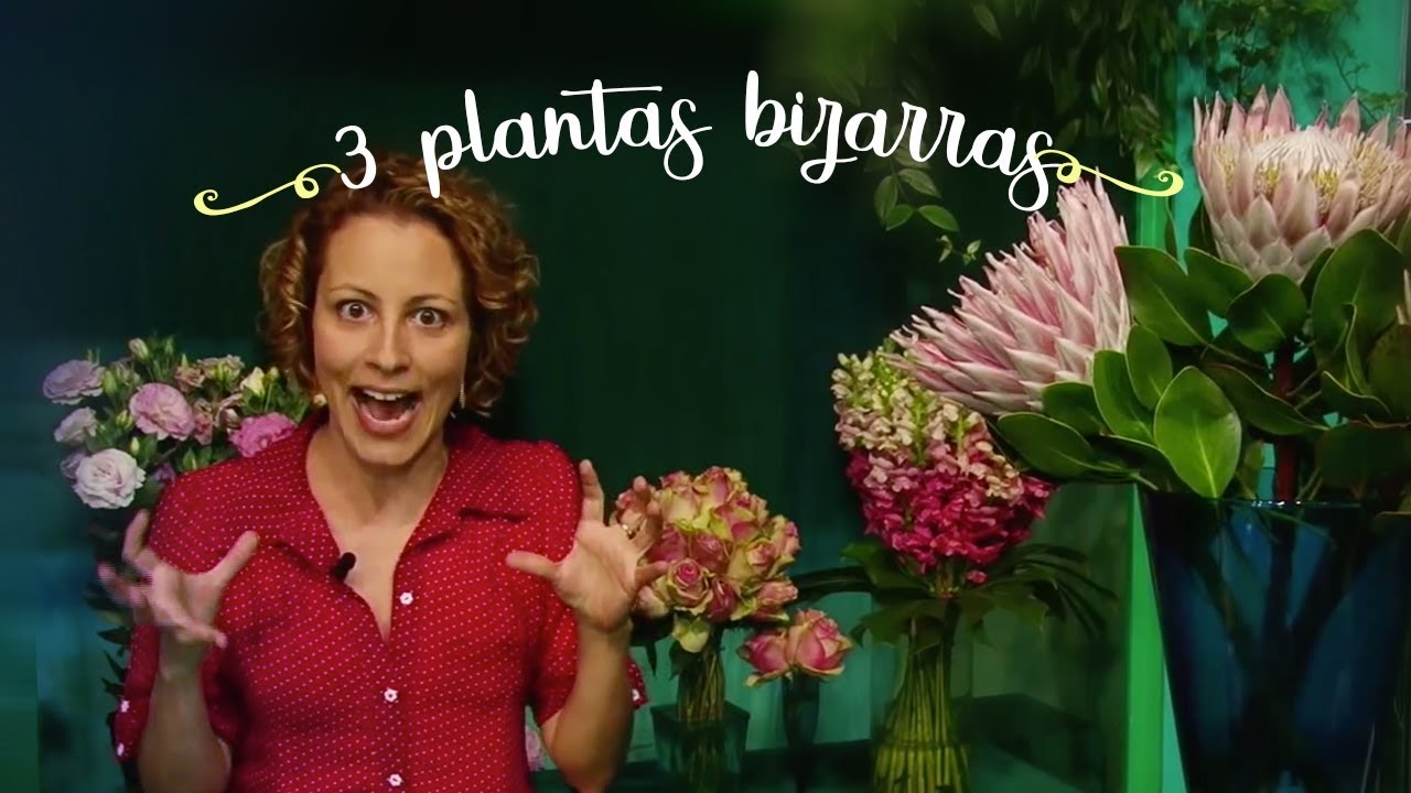 As 3 plantas mais bizarras da ExpoFlora ( flor da protea)