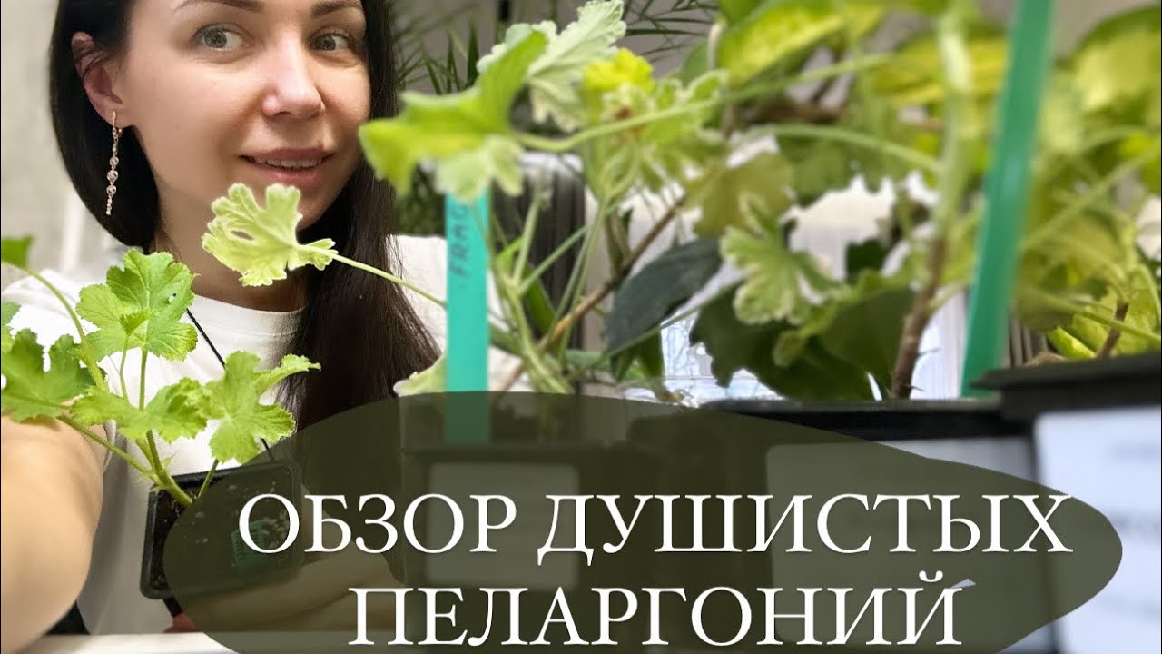 Душистые пеларгонии от All My flowers. Душистая герань