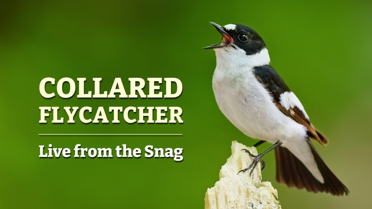 Collared Flycatcher / Live from the Snag