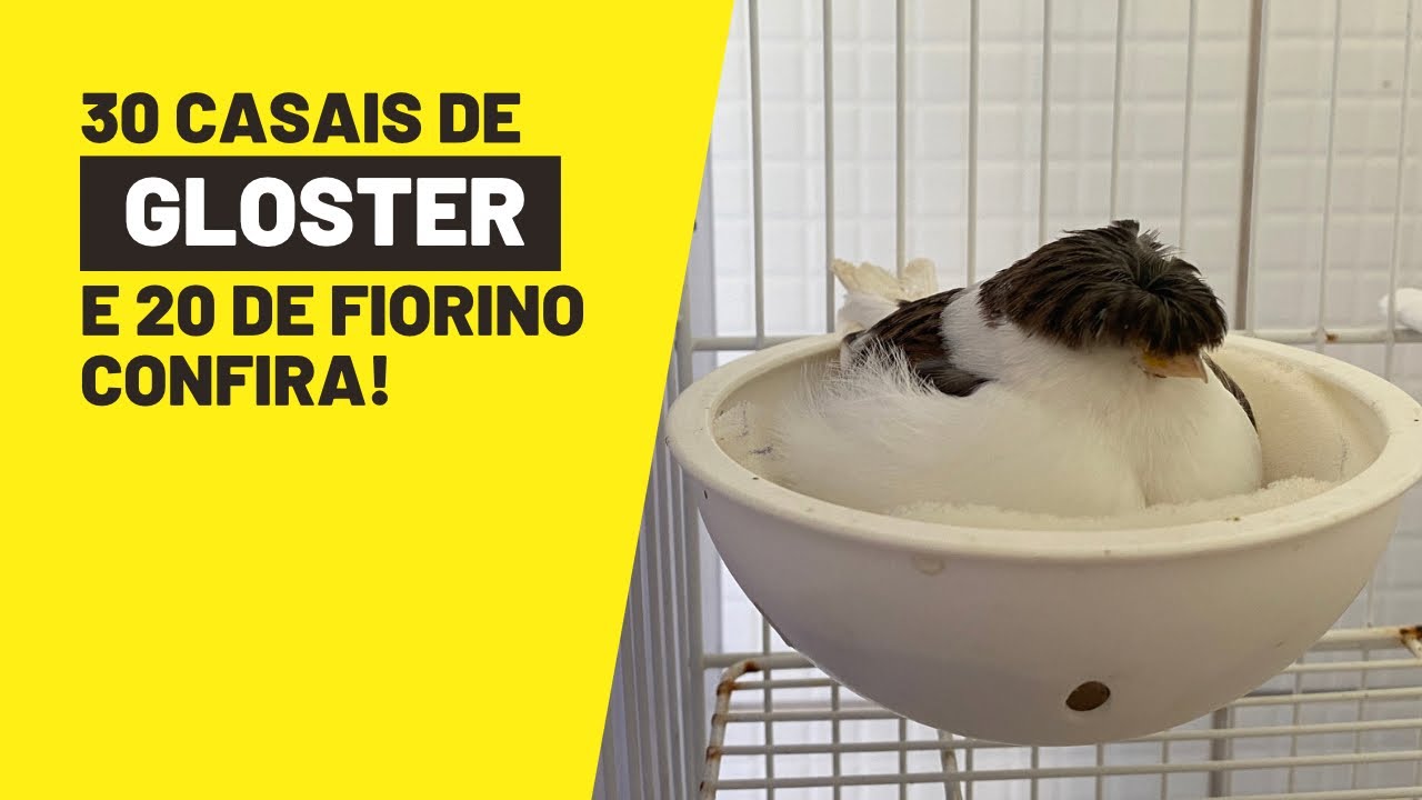 Criação de CANÁRIOS GLOSTERS e FIORINOS padrão FOB