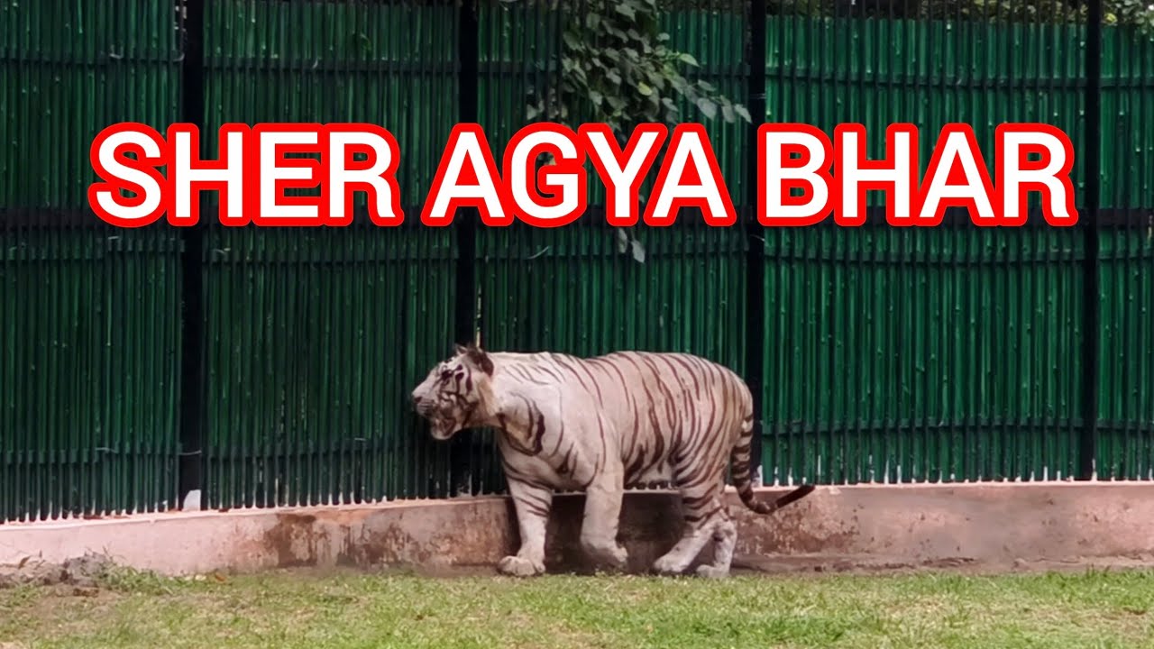 ZOO PARK | DELHI 2025 | ALL ANIMALS VEDIOS | ONLINE TICKETS | BOKING | ZOO PARK